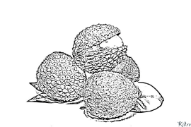 litchi Pagine Di Culore Stampabile